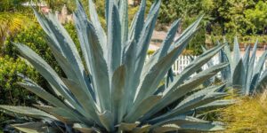 agave azul-agave azul