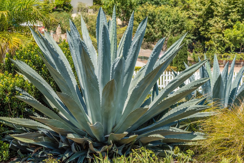 agave azul-agave azul