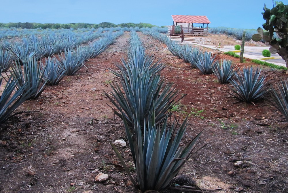 agave azul