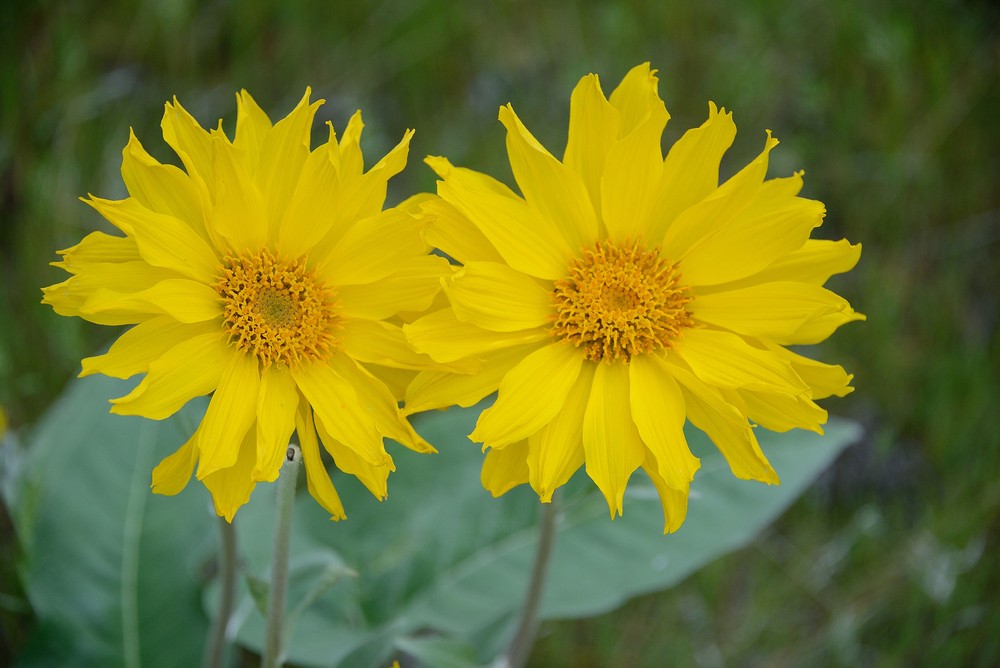 Arnica Para Saúde