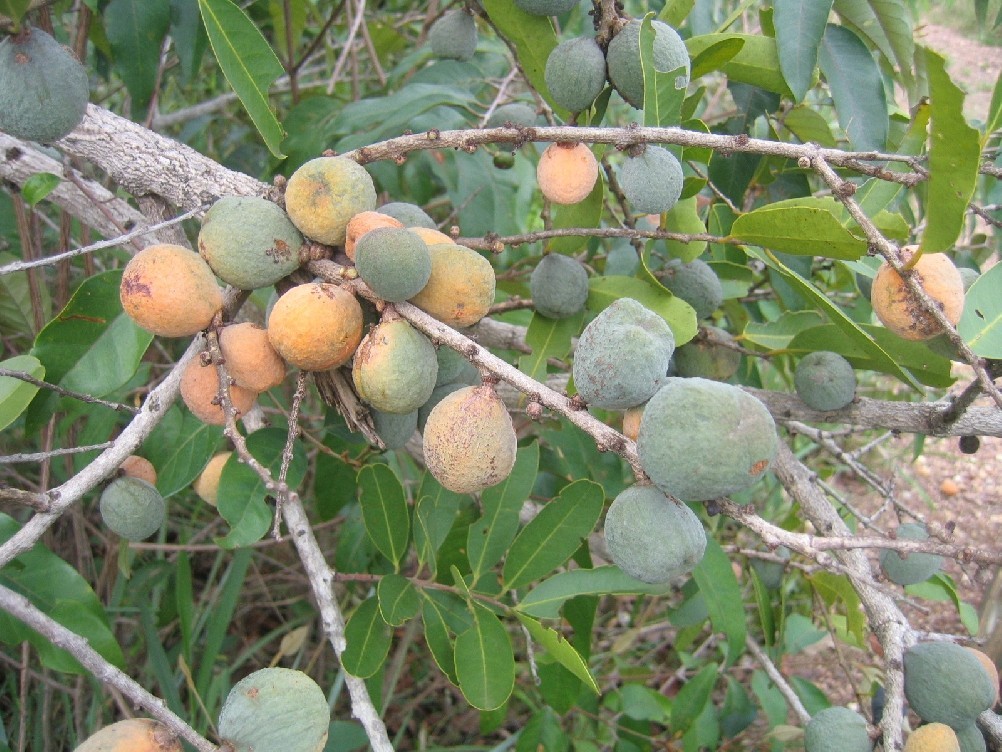 Benefícios do Bacupari do Cerrado para saúde