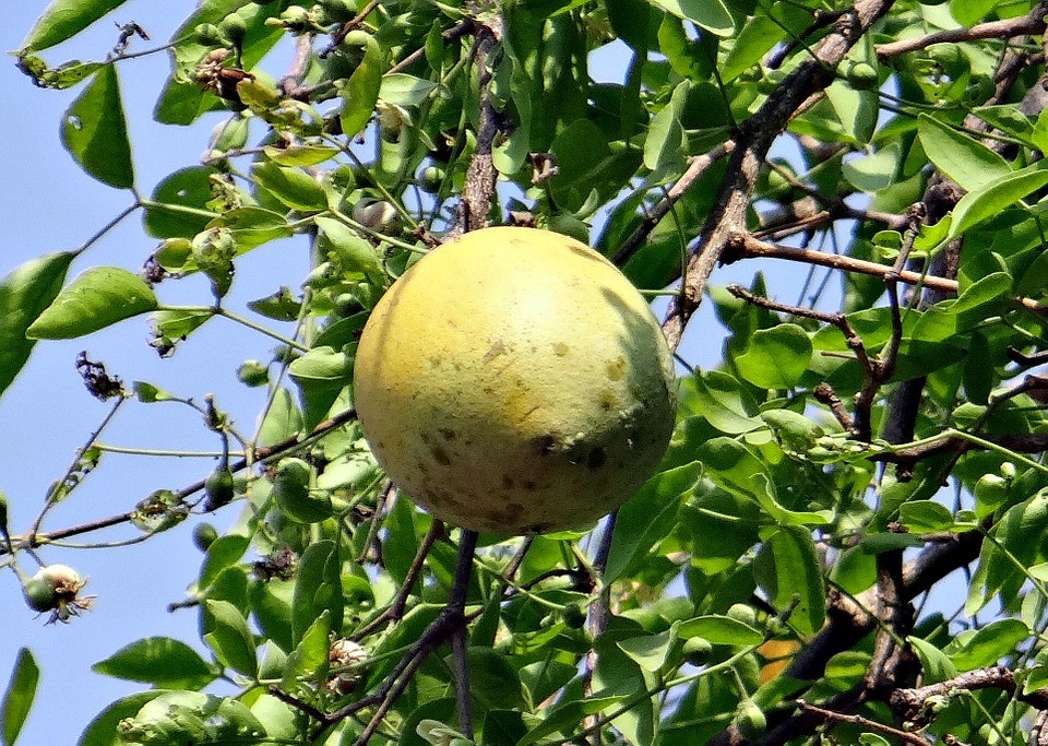 Benefícios da fruta Bael para saúde