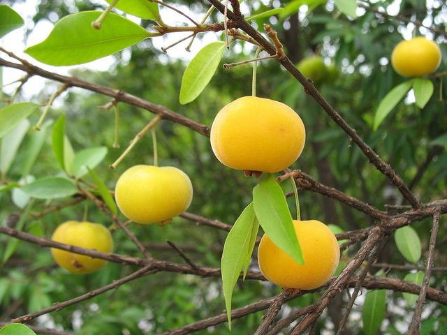 Uvaia Fruta é aliada da saúde da coração: veja 10 benefícios da fruta