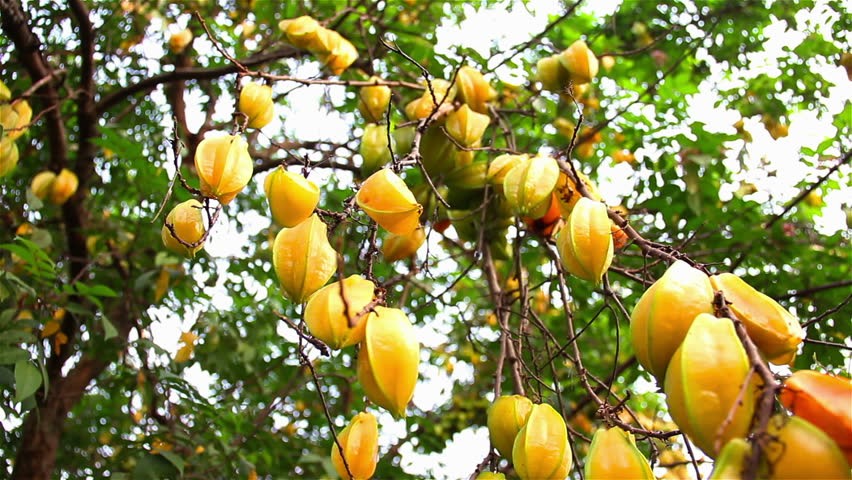 Benefícios da Carambola para saúde