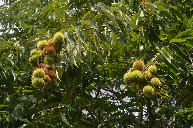 Benefícios da Castanha Portuguesa