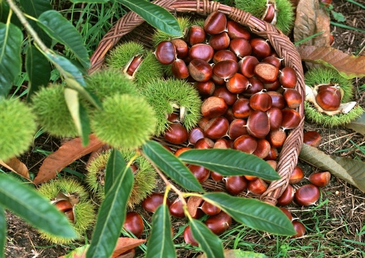 Castanha Portuguesa Benefícios