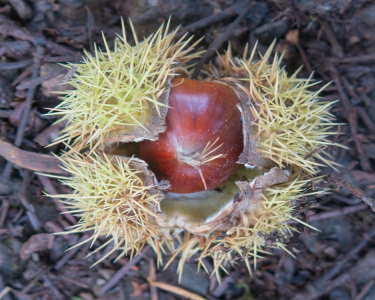 Castanha Portuguesa