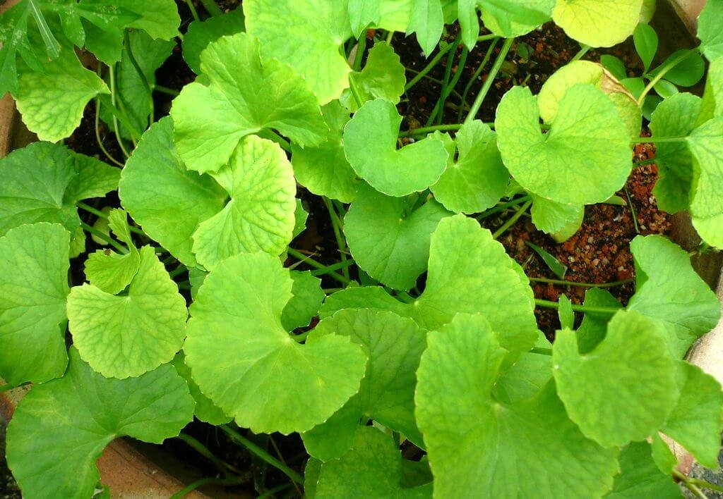 chá de centella asiática centella asiática