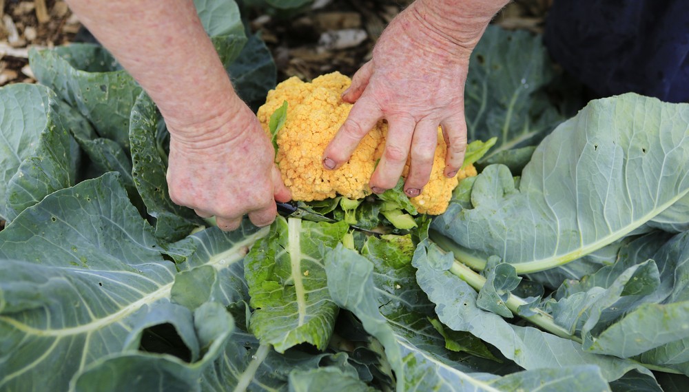 Benefícios da Couve Flor Laranja Para Saúde