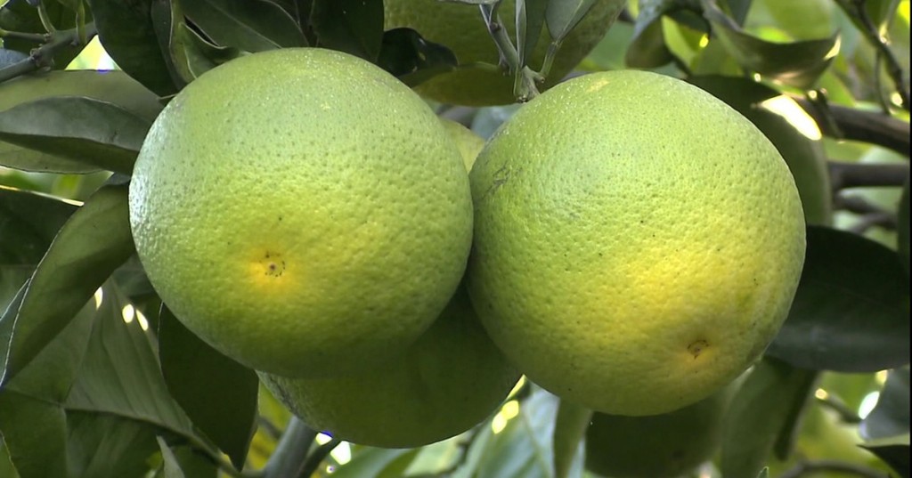 benefícios da laranja da terra