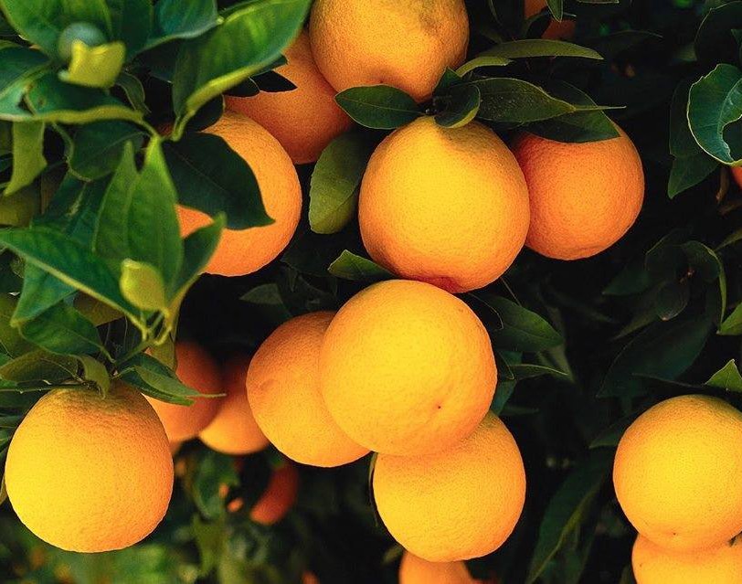 laranja da terra laranja da terra