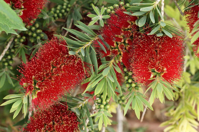 Benefícios da Melaleuca