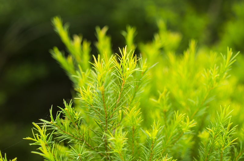 Benefícios da Melaleuca