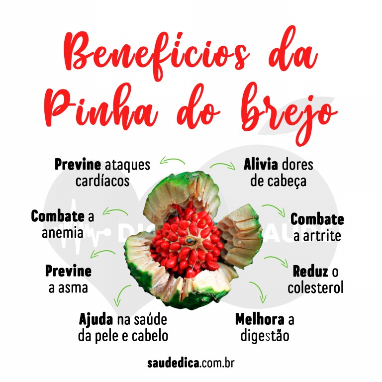 Benefícios da Pinha do Brejo para saúde