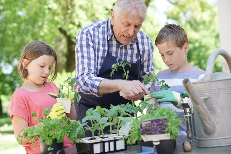 Plantas Domésticas Para Saúde