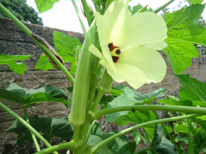 Benefícios do Quiabo