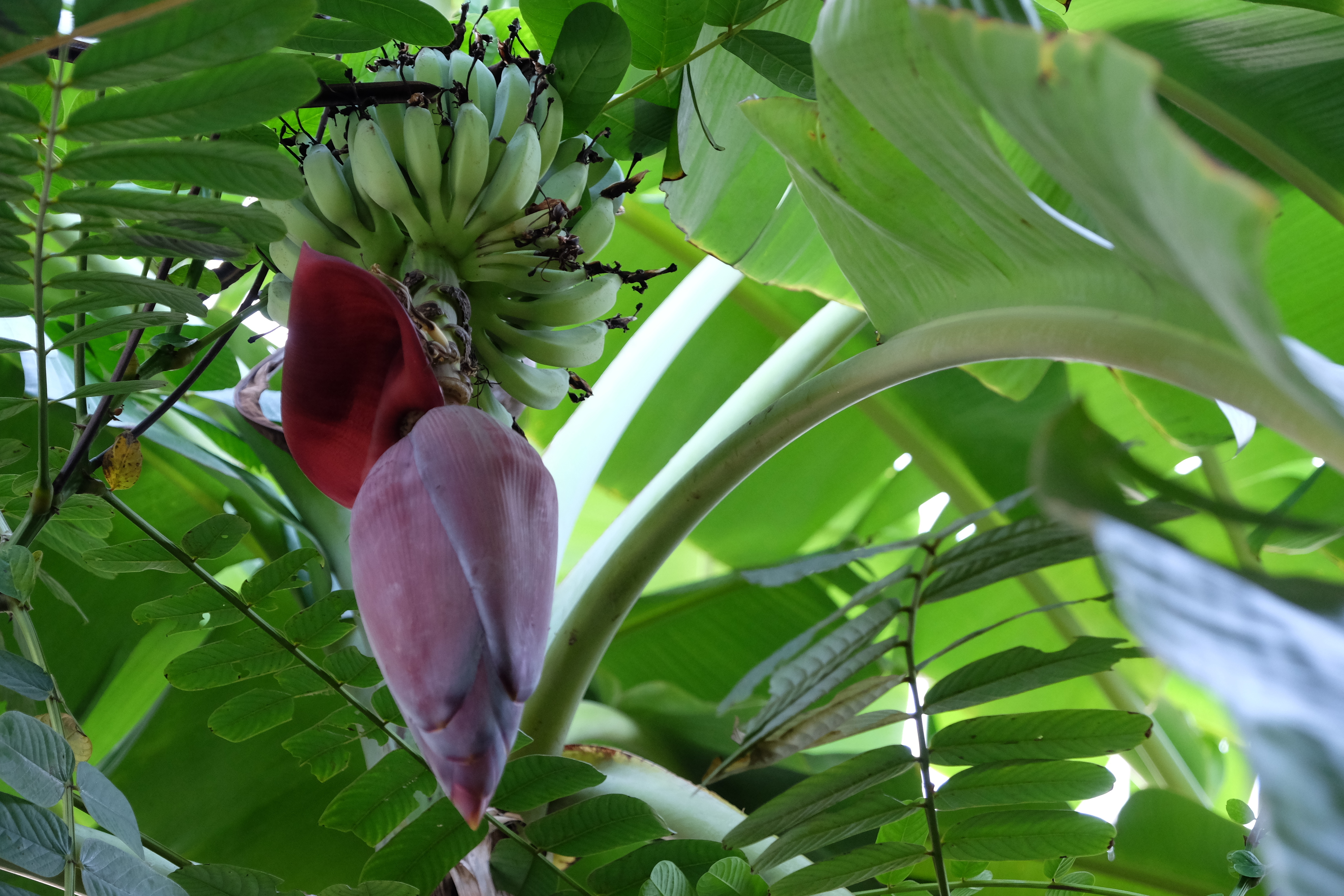 Suco de Caule de Banana