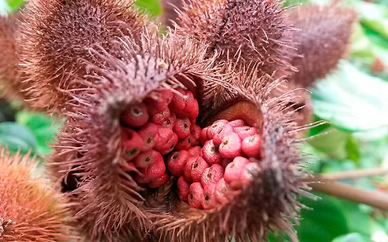 urucum 1 1