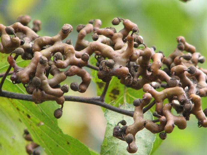 Uva Japonesa