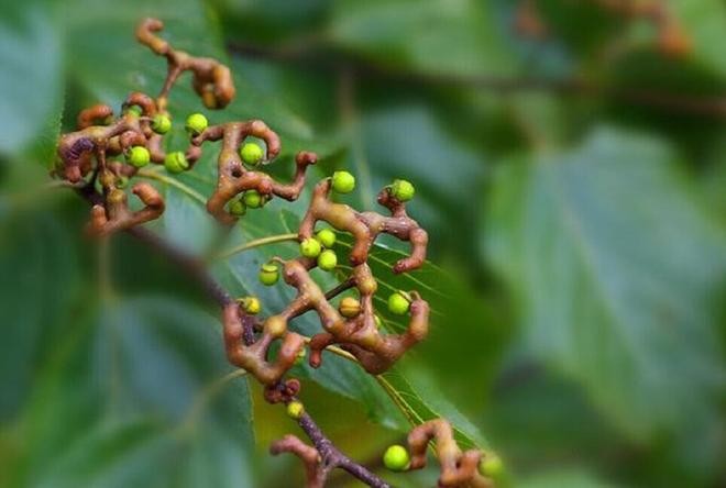 uva japonesa tripa de galinha