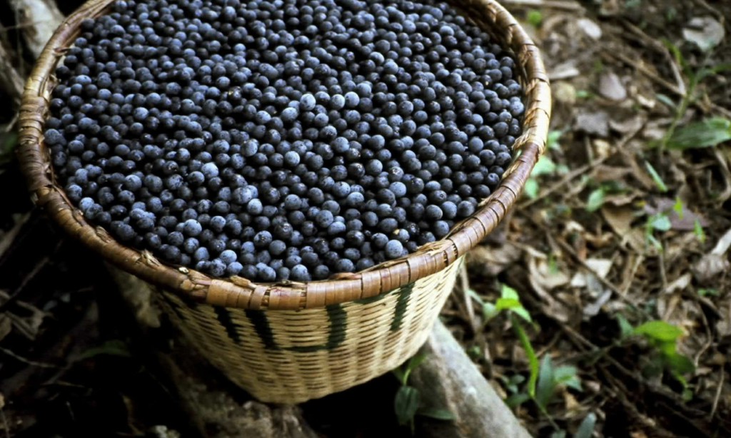 Açaí