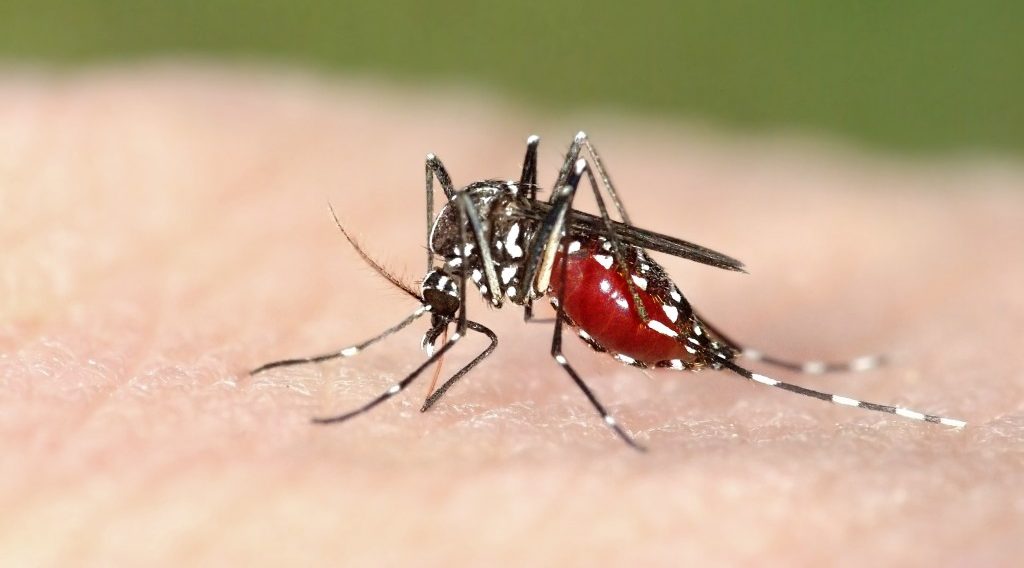 Chikungunya 1 e1499513332367