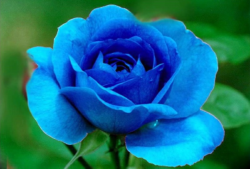 Chá de Rosa Azul