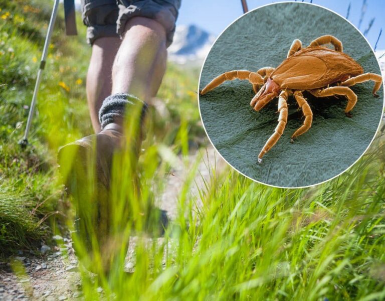 10 Sintomas da Doença de Lyme que Não Devemos Ignorar Dicas de Saúde