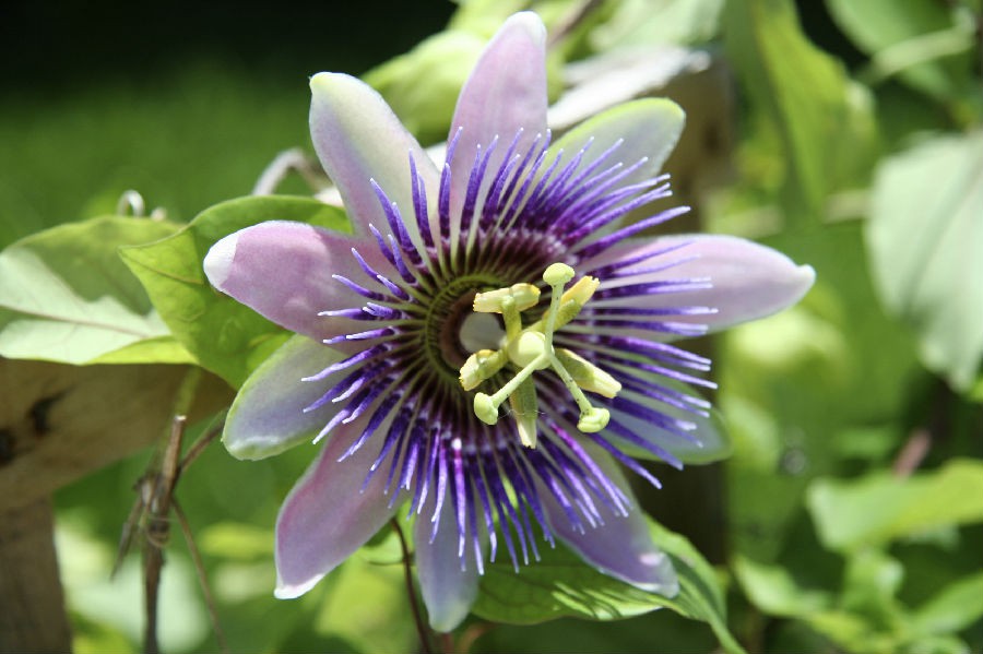 Flor da Paixão 3