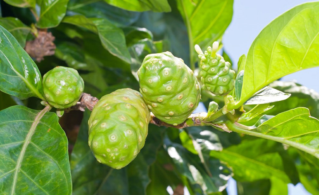 Benefícios do Noni para saúde