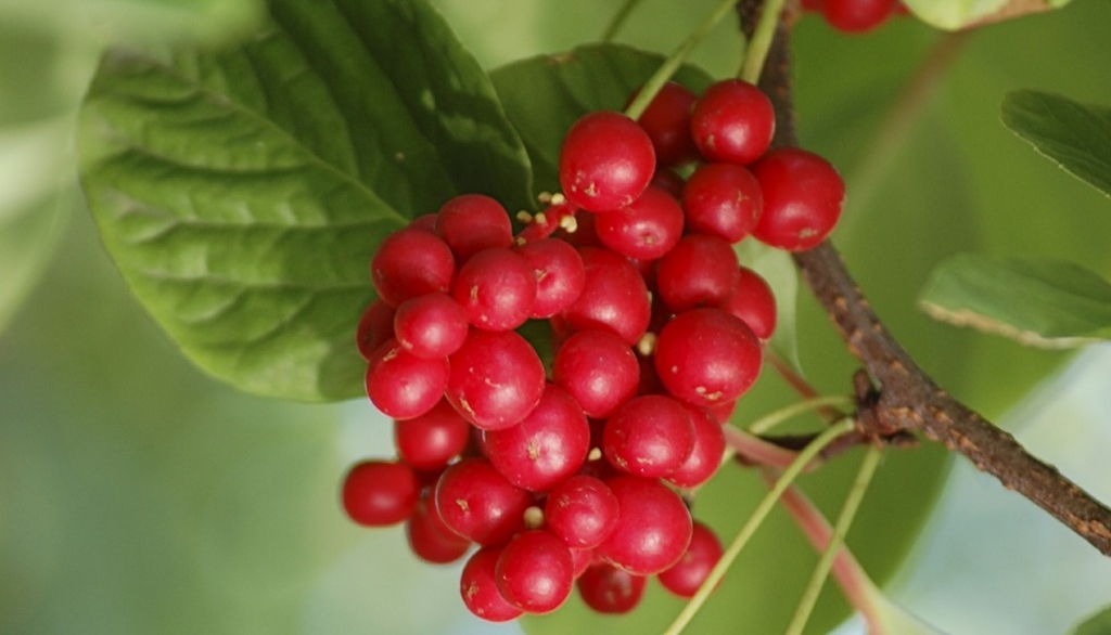 Benefícios da Schizandra para a saúde