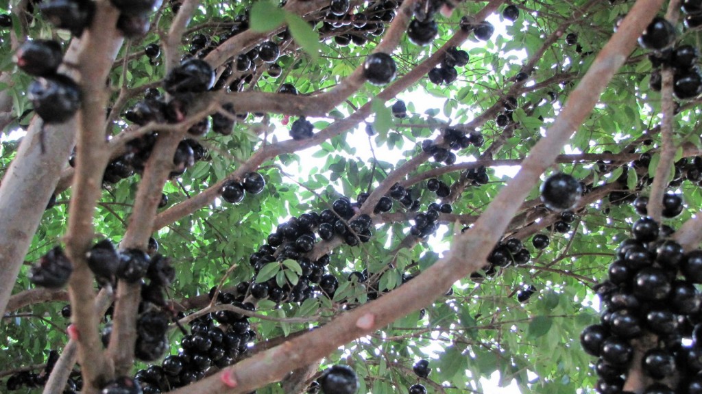 Benefícios da Vitamina de Jabuticaba