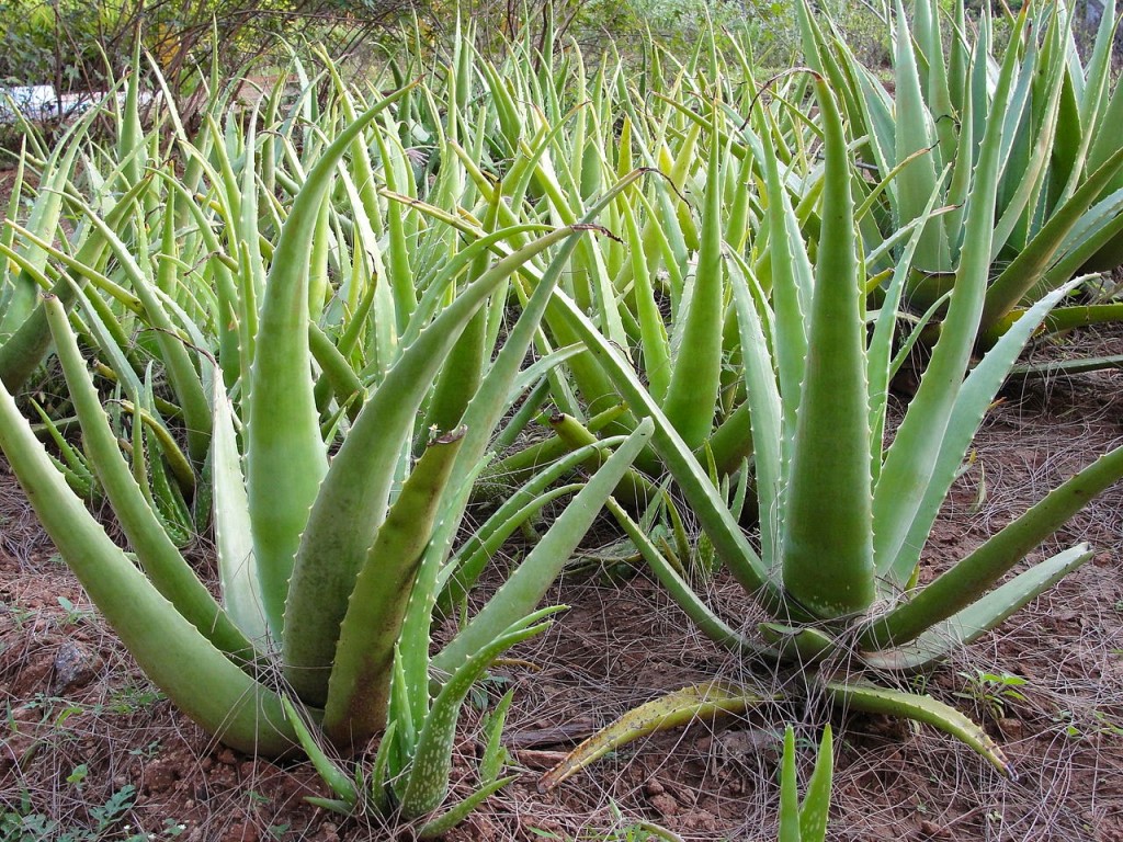 aloe vera