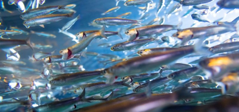 Os 15 Benefícios das Anchovas Para Saúde