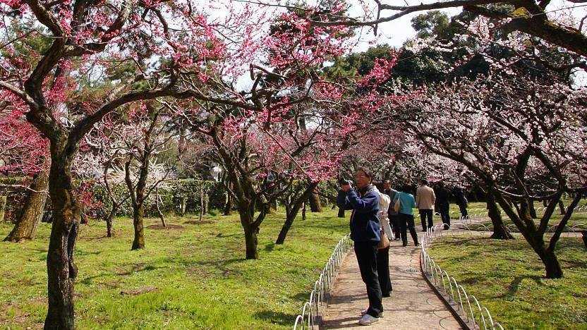 Ameixa Japonesa melhora a saúde digestiva, ajuda a emagrecer: veja os seus benefícios