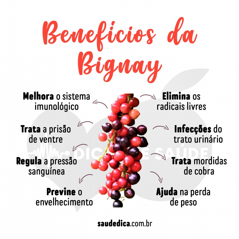 Benefícios da Bignay para saúde