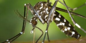 dengue-Aedes-aegypti