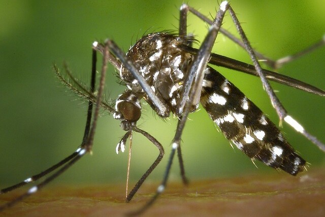 dengue-Aedes-aegypti