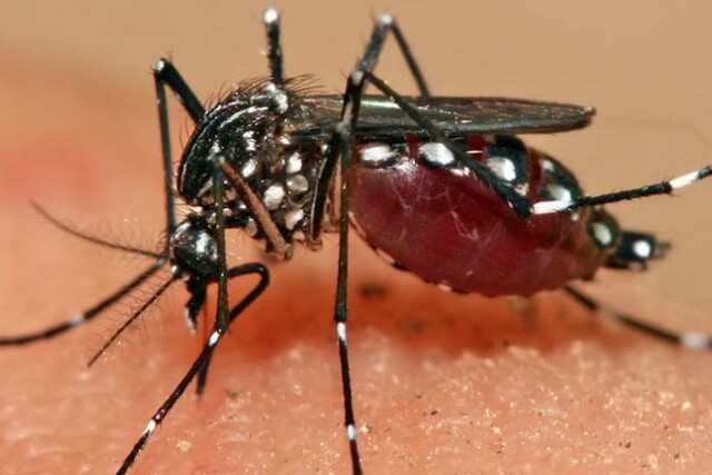 dengue-Aedes-aegypti
