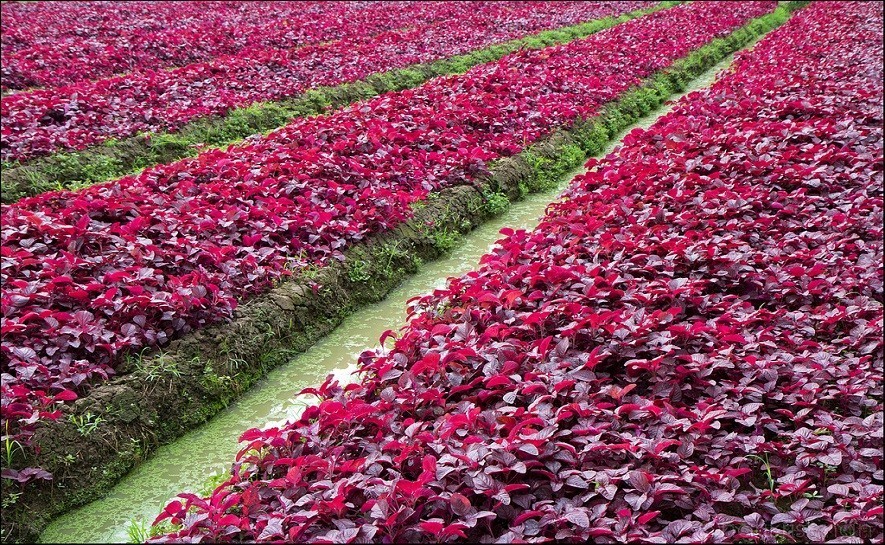 Os 16 Benefícios do Espinafre Vermelho Para Saúde!