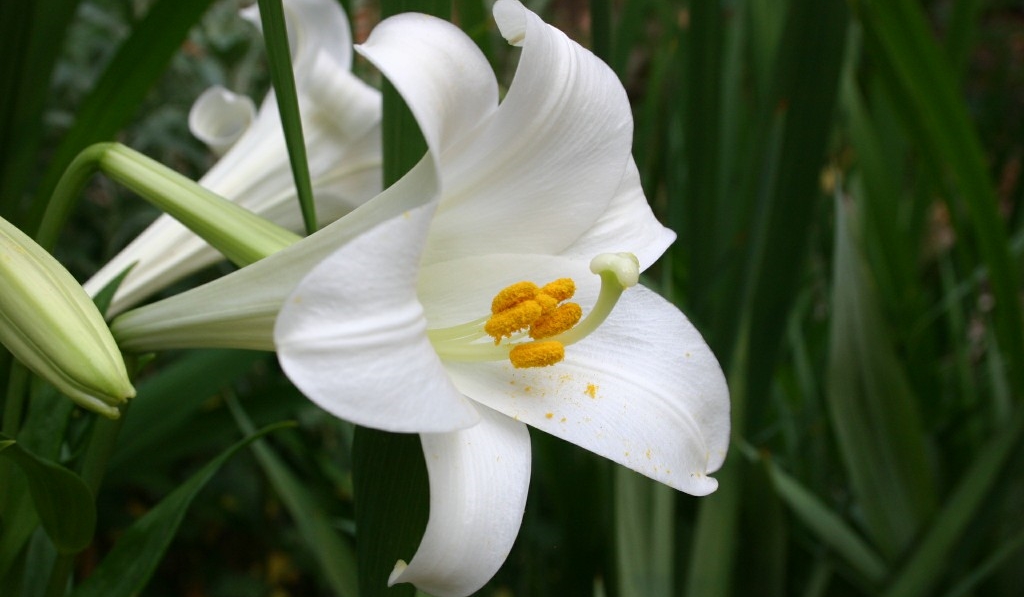 flor de lirio2