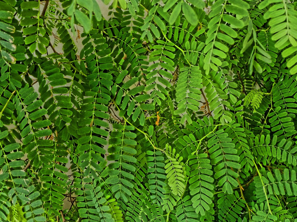 Folhas de Tamarindo