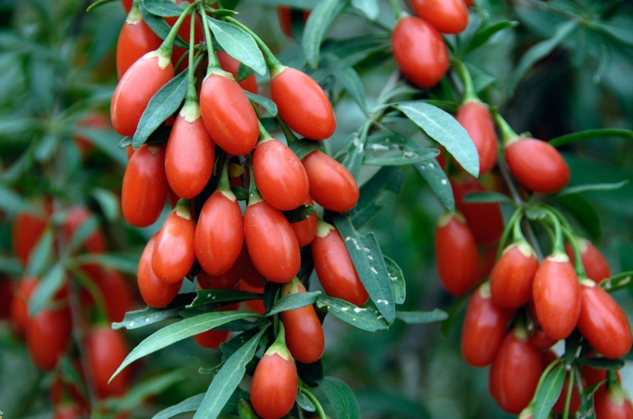 goji berry 2