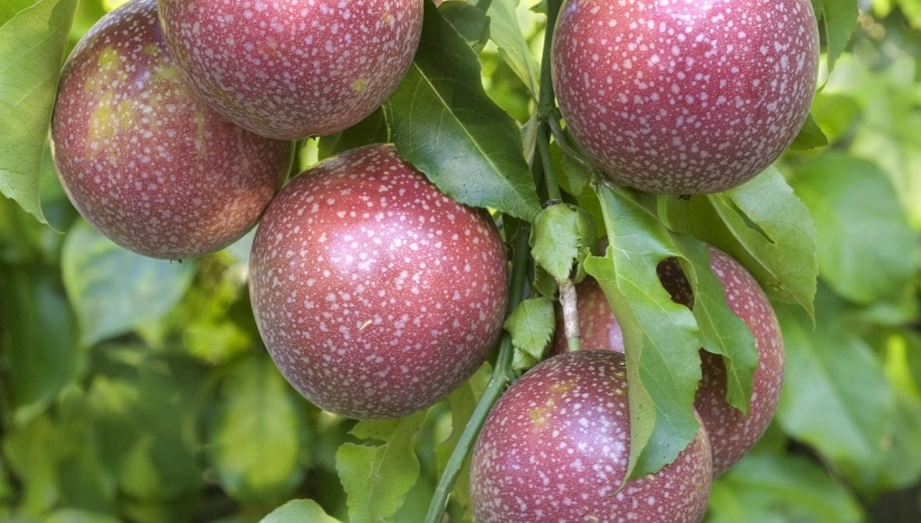 Benefícios do Maracujá Roxo para saúde