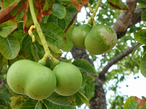 pequi fruta