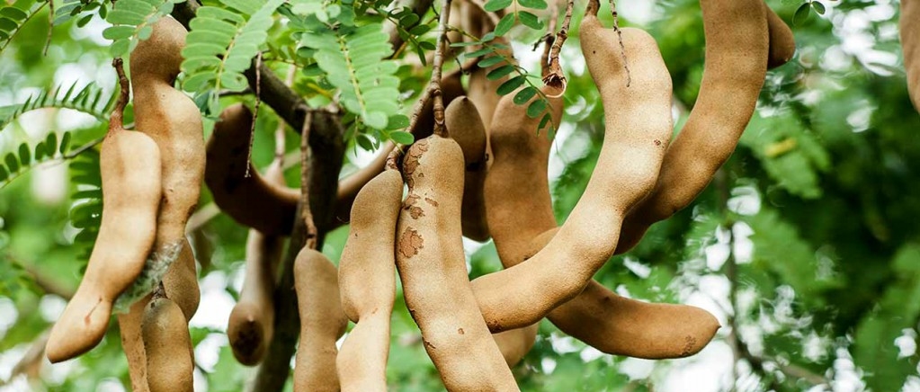 Tamarindo é bom para manchas no corpo, ajuda a emagrecer: veja os seus benefícios