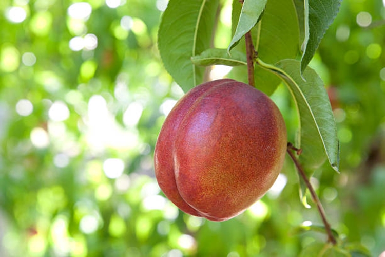 Benefícios da Vitamina de Nectarina