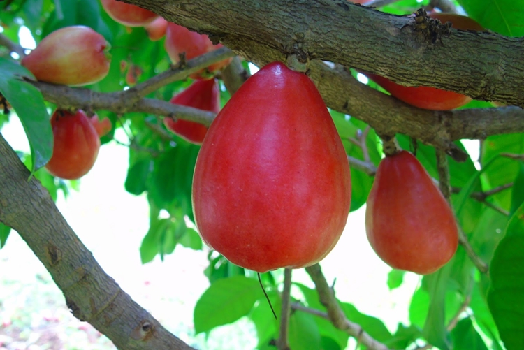 Benefícios da Vitamina para saúde