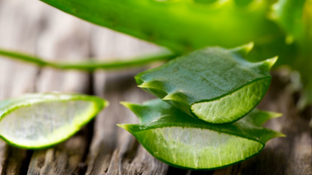 Aloe Vera