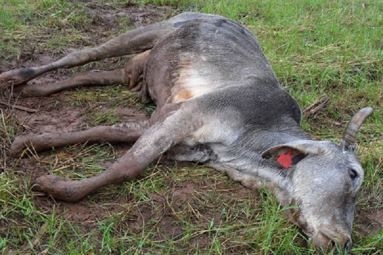 Doença da Vaca Louca